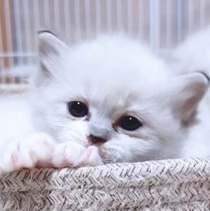 ID:2411-02899の子猫