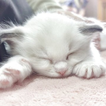 ラグドール【岐阜県・男の子・2025年9月12日・シールポイントバイカラー】の写真「お顔の整ったキューティーベイビー🧢」