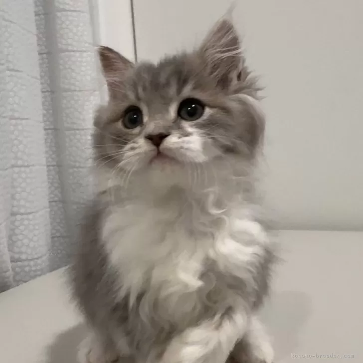 ID:2411-02552の子猫