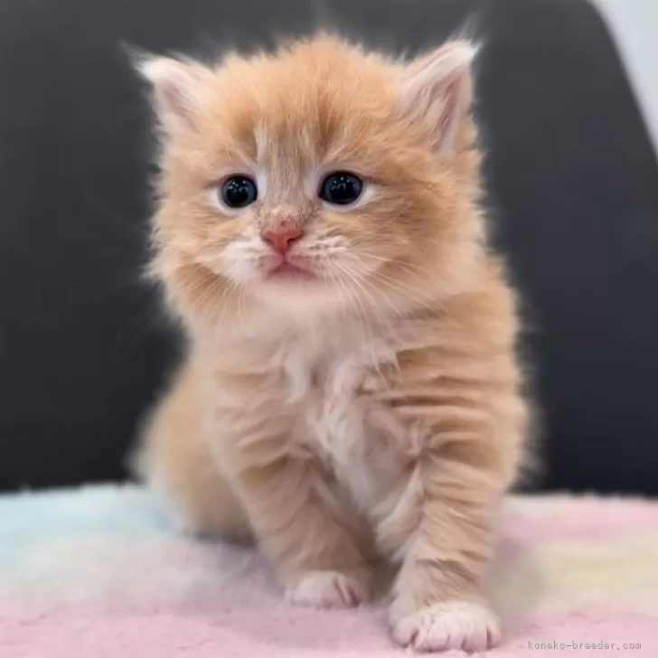 ID:2412-02788の子猫