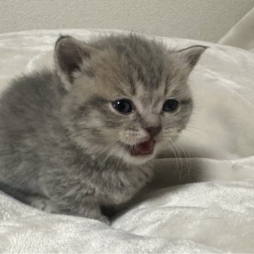 マンチカン(短足)【千葉県・男の子・2024年1月6日・ブルータビー】の写真「元気な目がクリクリの男の子！」