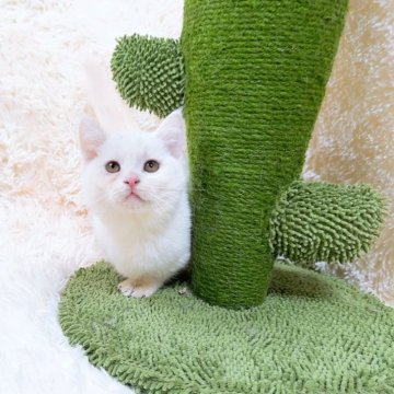 マンチカン(短足)【千葉県・男の子・2024年8月15日・ホワイト】の写真「丸くお雪団子🍡頭に黒い毛が2点あり😊」