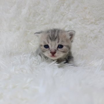 マンチカン(短足)【千葉県・男の子・2024年6月17日・ブルータビー】の写真「色薄めの短足ちゃん❣️」