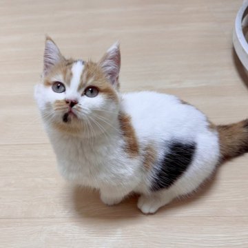 マンチカン(短足)【千葉県・女の子・2024年8月15日・キャリコ】の写真「小太りお嬢様❣️❣️手にコロリンっ子❤️」