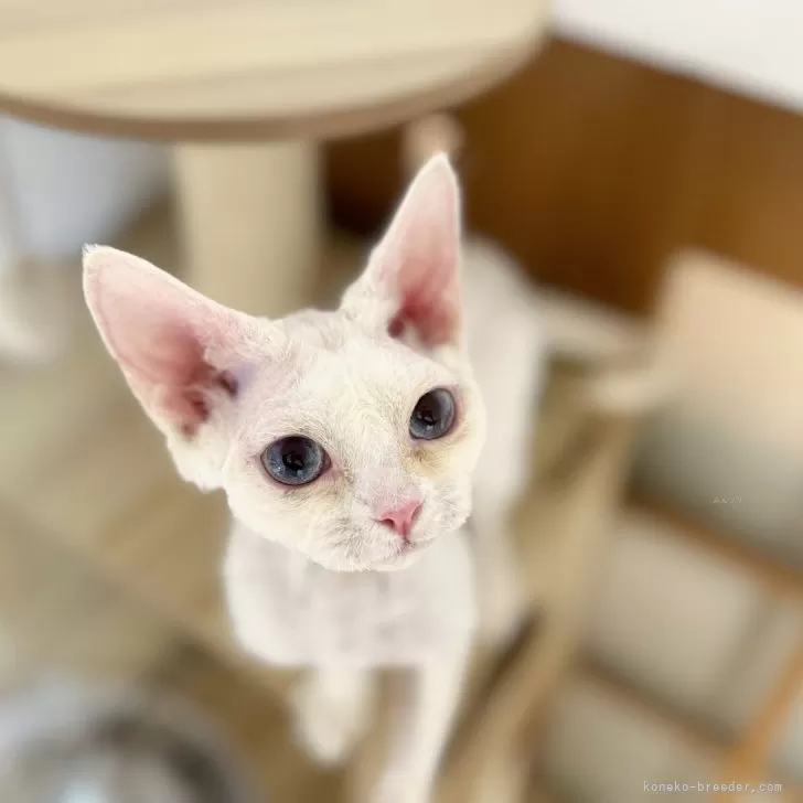 ID:2410-00210の子猫