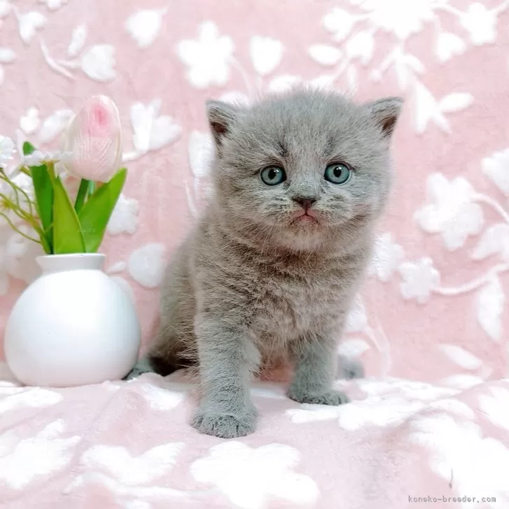 ゆりおくん 様のお迎えした子猫