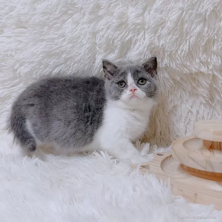 ID:2501-02090の子猫