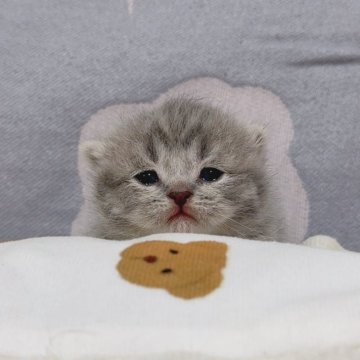 マンチカン(短足)【千葉県・男の子・2025年3月22日・ブルータビー（ふわふわショートヘア）】の写真「熊さんみたいなまん丸な顔❤️」