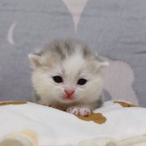 マンチカン(長足)