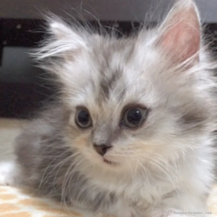 ちあちあ 様のお迎えした子猫