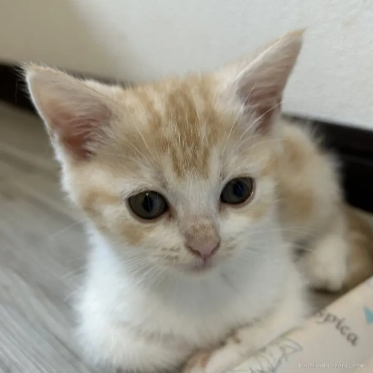 ID:2308-00324の子猫