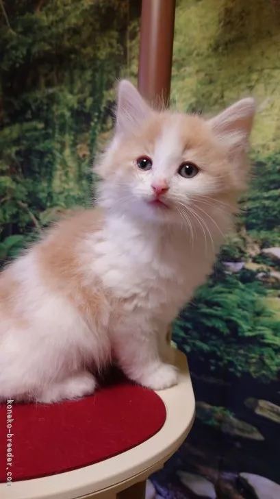 ID:2202-00177の子猫