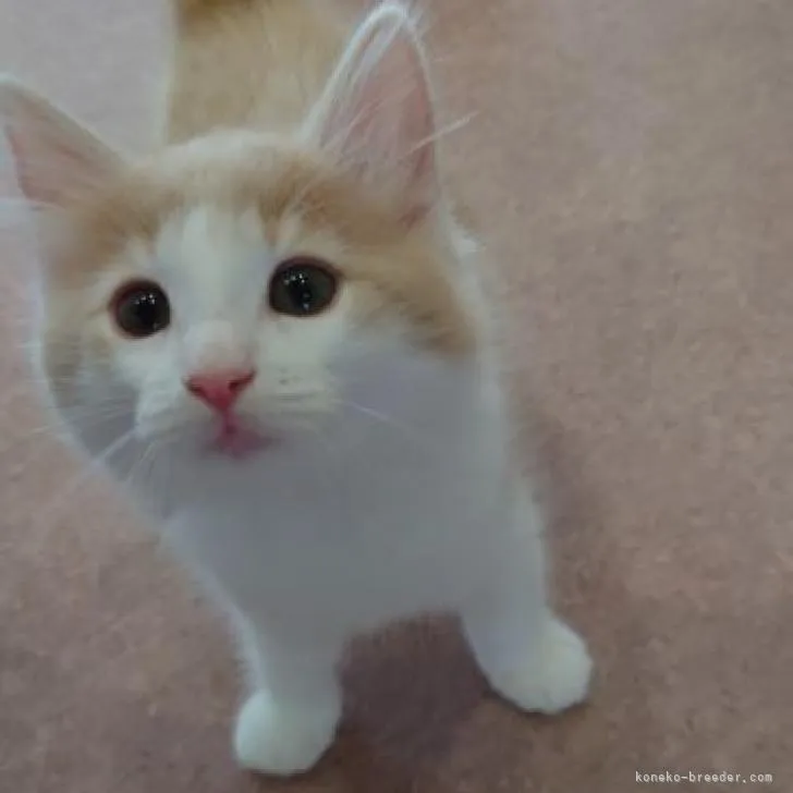 ID:2207-02792の子猫