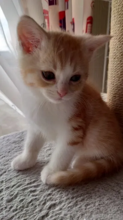 ID:2201-02031の子猫