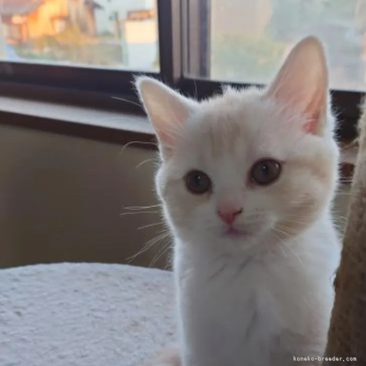 ID:2211-00813の子猫