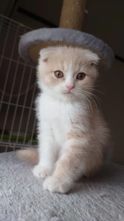 ID:2201-02053の子猫