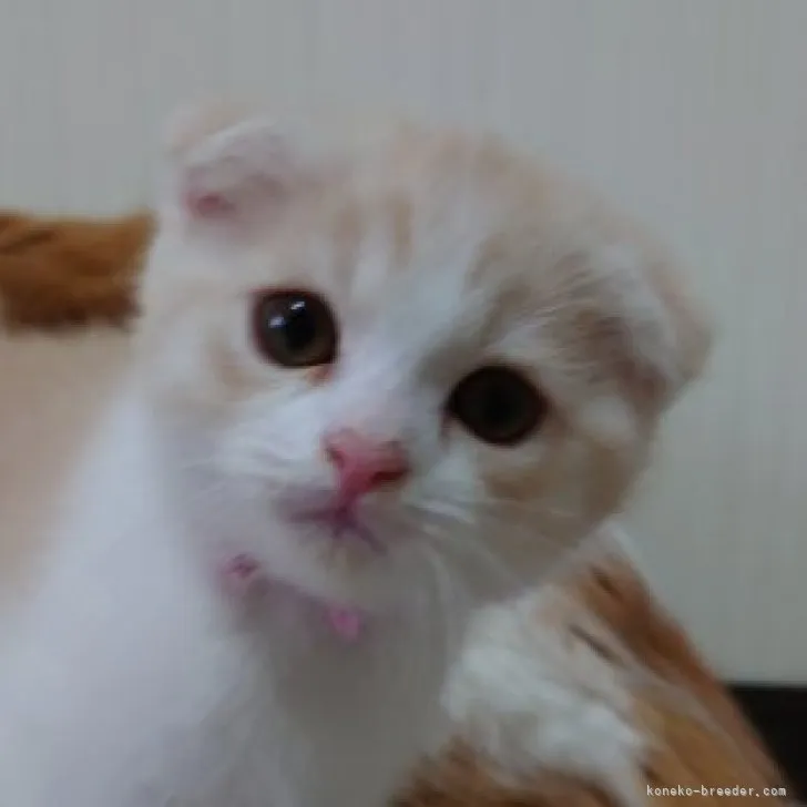 ID:2303-02520の子猫