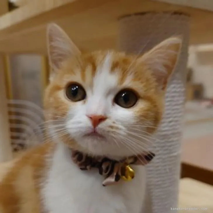 Miyuki 様のお迎えした子猫
