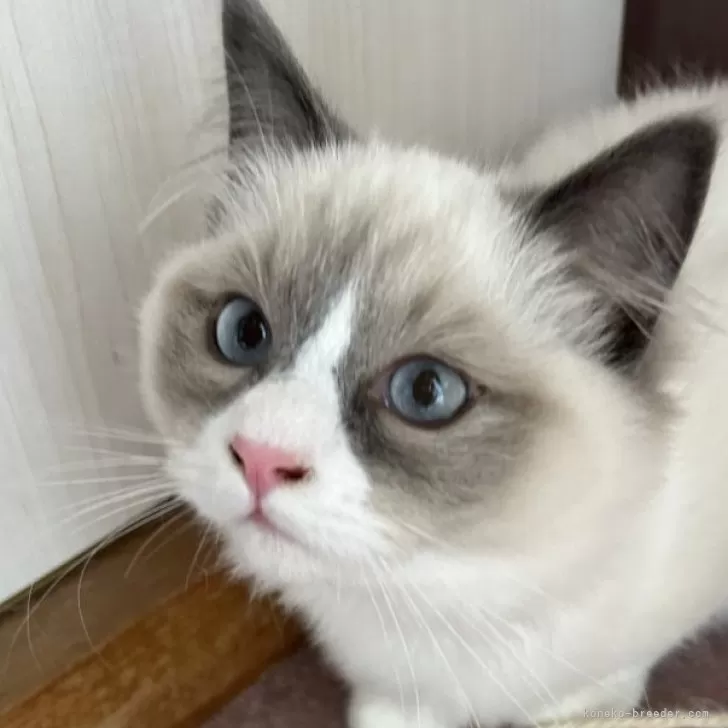 ID:2412-00979の子猫