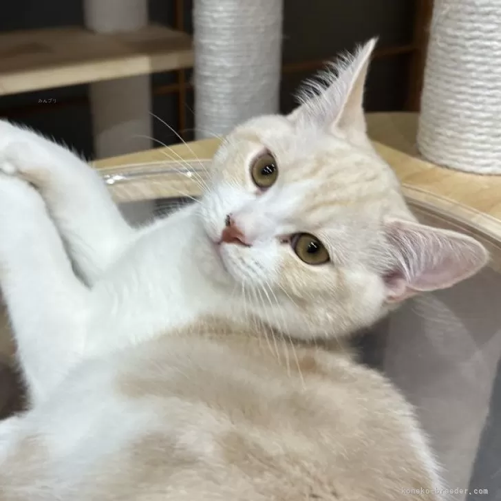 ID:2410-01843の子猫