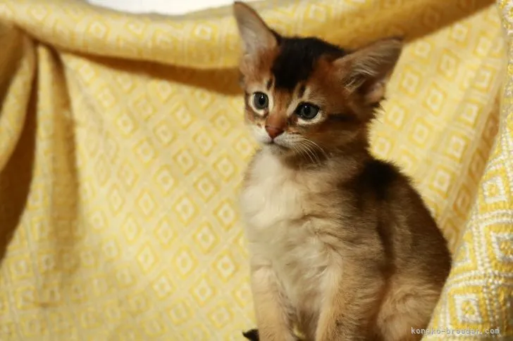 ID:2203-01902の子猫