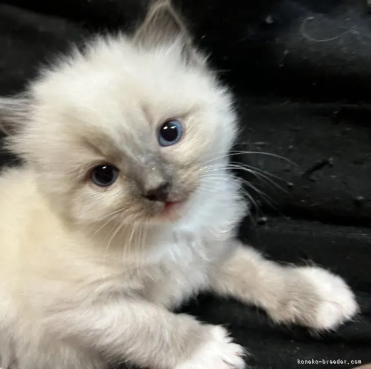ID：2303-02612の子猫