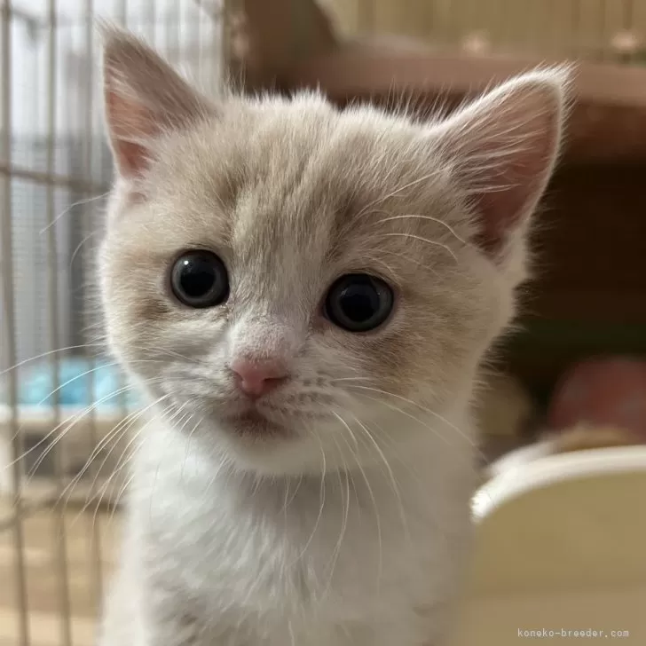 ID：2403-00133の子猫