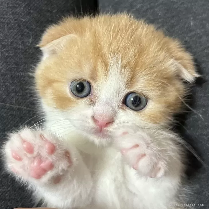 ID:2403-00144の子猫
