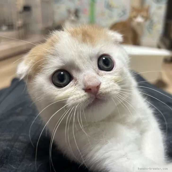 こむぎちゃん様専用 シャム猫 マンチカン 真っ白スコティッシュフォールド - おもちゃ/人形