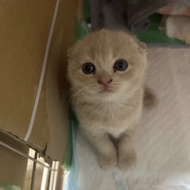ID:2501-01381の子猫
