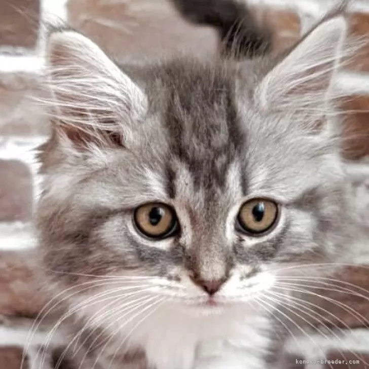 ID:2504-00255の子猫