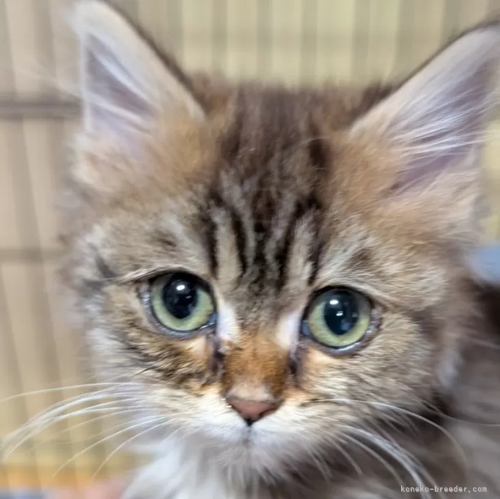 ID:2501-02427の子猫