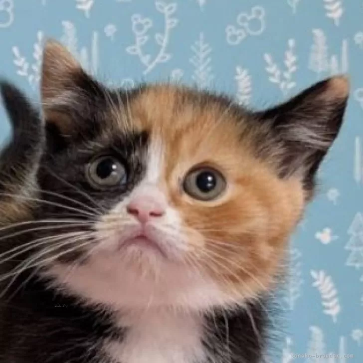 ID:2503-01588の子猫