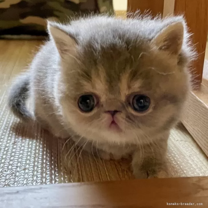 ID:2406-03703の子猫