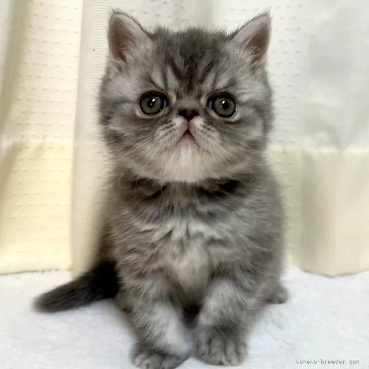 ID:2504-03122の子猫
