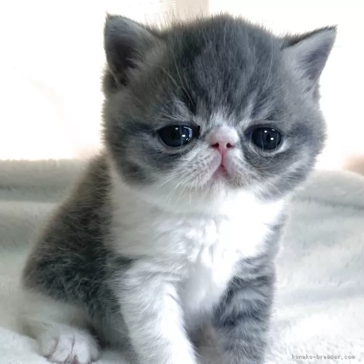 ID:2504-02200の子猫