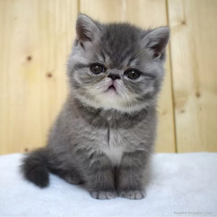 ID:2412-02596の子猫