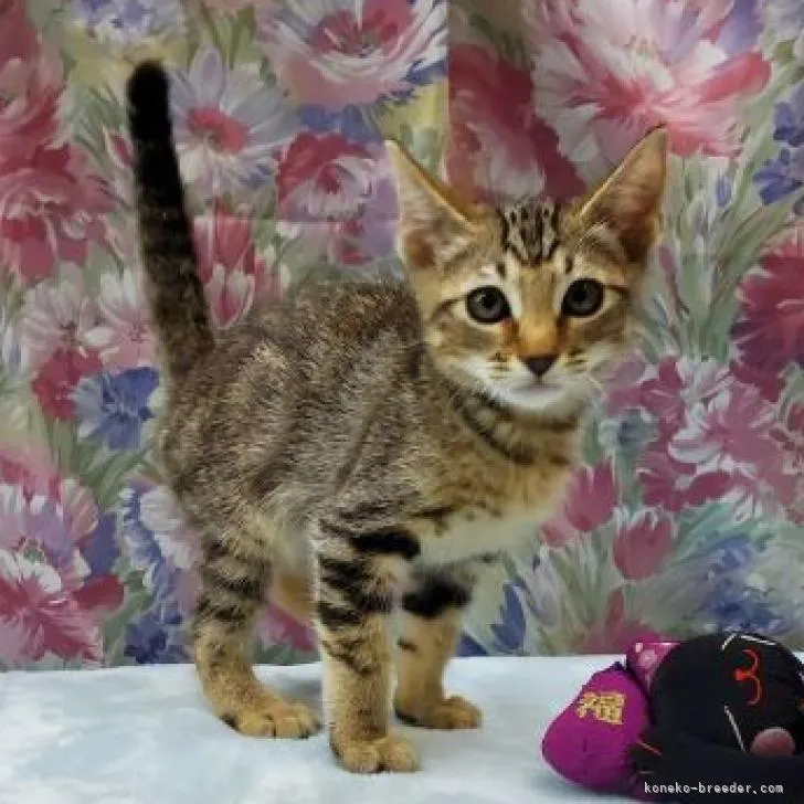 ID:2209-01342の子猫