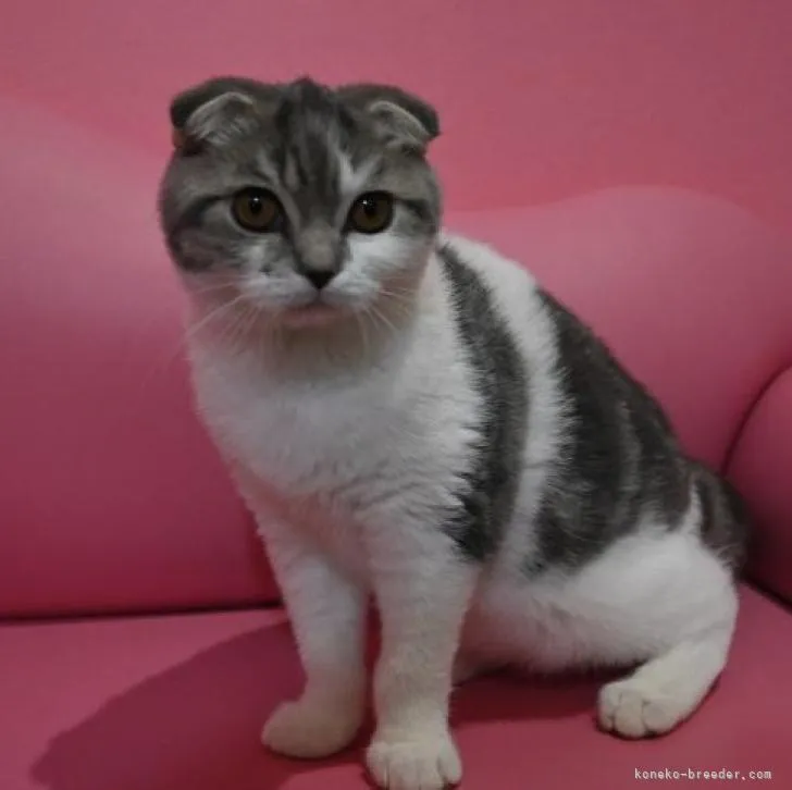ID:2212-00544の子猫