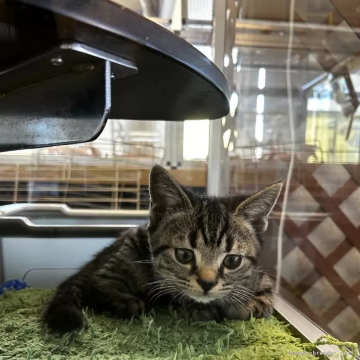 ID:2501-00610の子猫