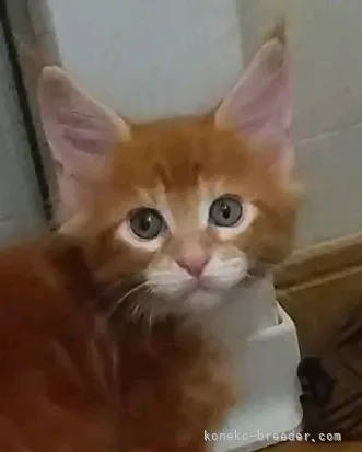 ID:2104-00760の子猫