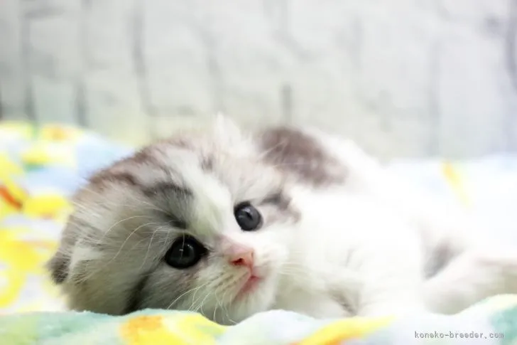 ID:2203-01034の子猫