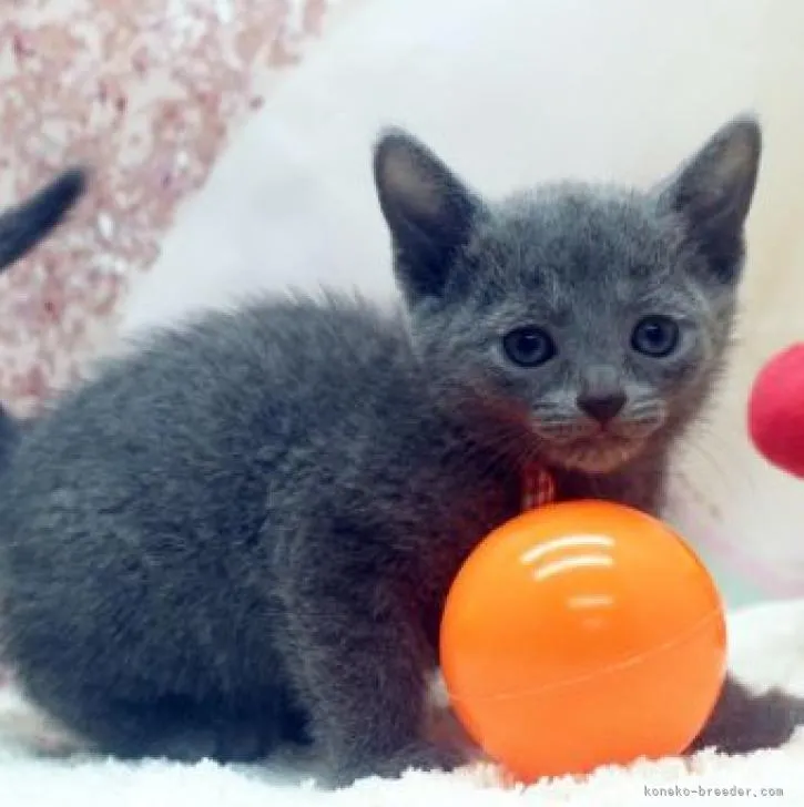 ID:2210-02152の子猫