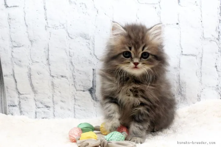 ID:2202-00569の子猫