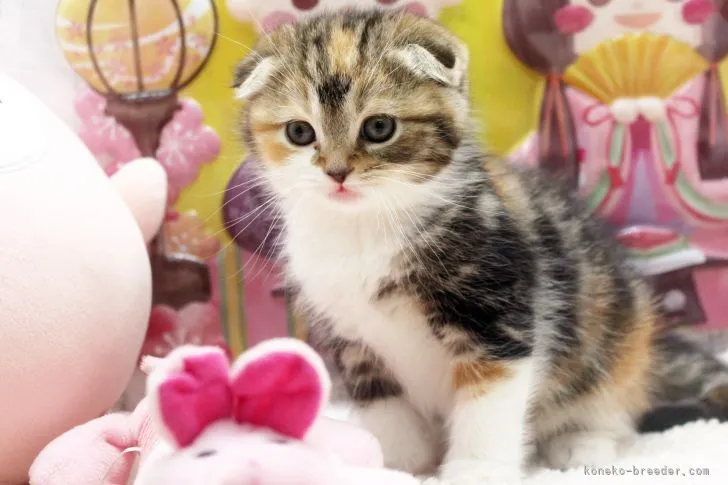 ID:2202-01583の子猫