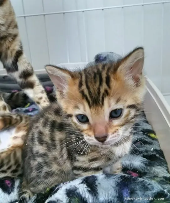 ID:1604-00574の子猫