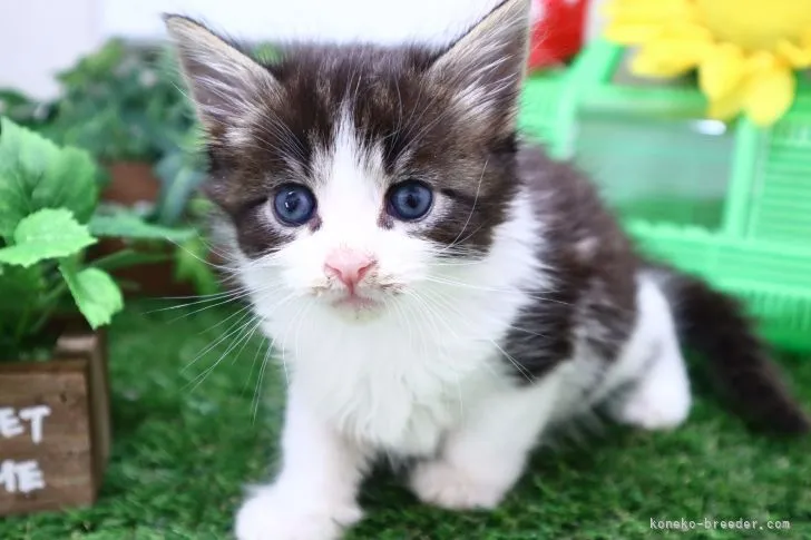 まっく 様のお迎えした子猫