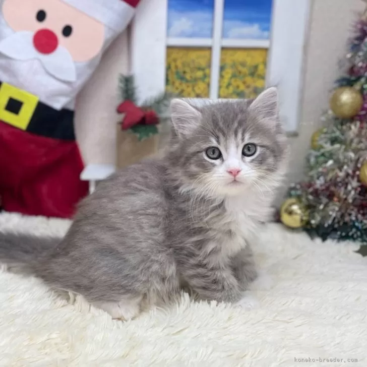 ミートソース男爵 様のお迎えした子猫