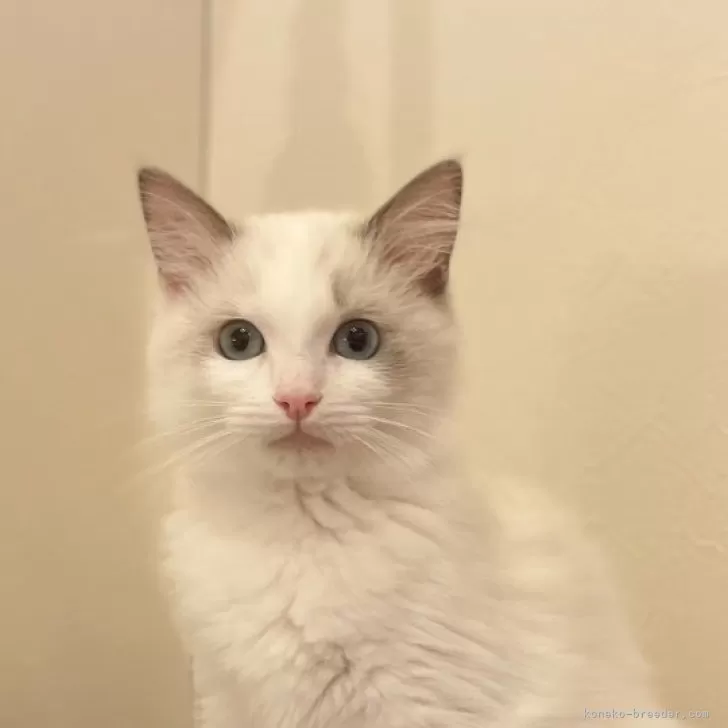 ID:2503-00833の子猫