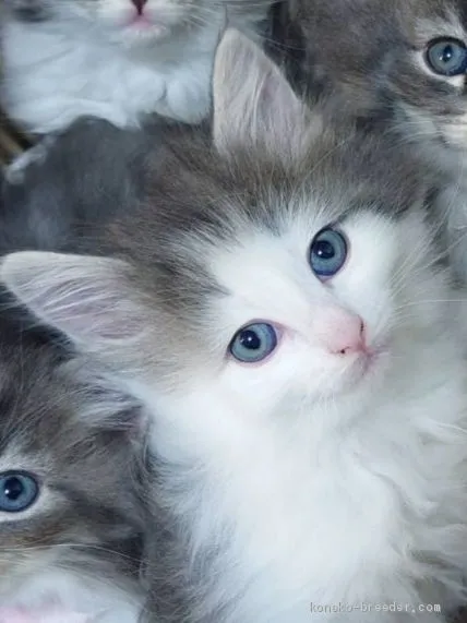 ID:2002-01059の子猫
